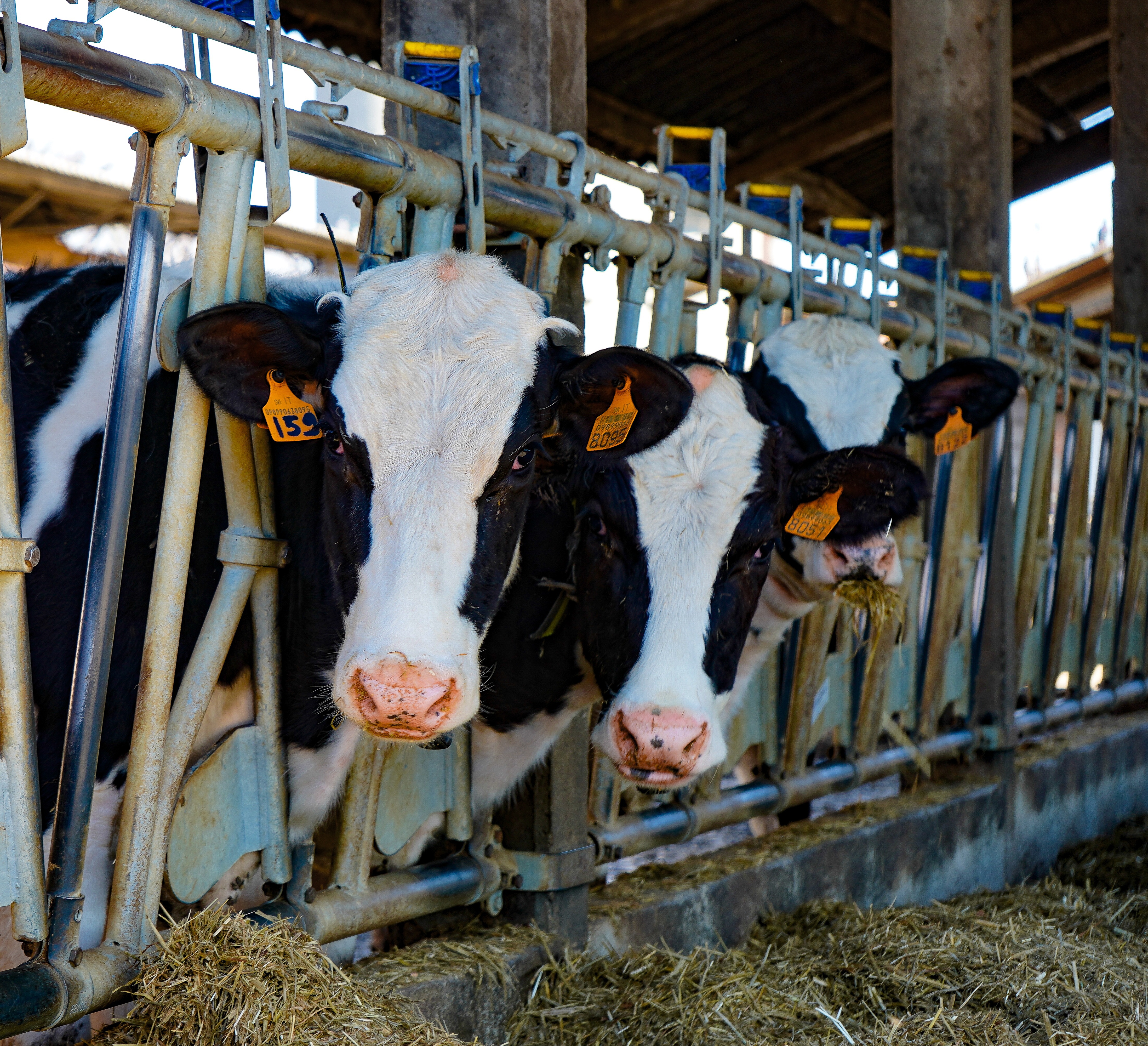 Dairy herd, bovine mastitis
